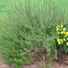 Load image into Gallery viewer, Arp Rosemary