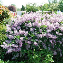 Load image into Gallery viewer, Miss Kim Lilac