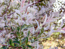Load image into Gallery viewer, Dappled Willow