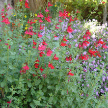 Load image into Gallery viewer, Furman's Autumn Sage