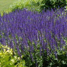 Load image into Gallery viewer, Salvia 'May Night'