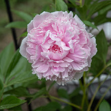 Load image into Gallery viewer, Sarah Bernhardt Peony