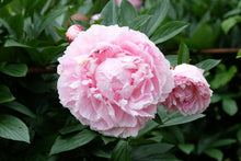 Load image into Gallery viewer, Sarah Bernhardt Peony