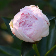 Load image into Gallery viewer, Sarah Bernhardt Peony
