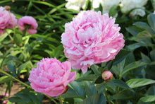 Load image into Gallery viewer, Sarah Bernhardt Peony (Bare Root)