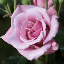 Load image into Gallery viewer, 'Baby Talk' Rose