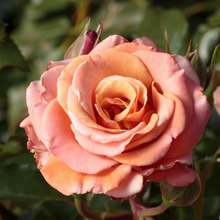 Load image into Gallery viewer, Singin in the Rain Rose (own root)