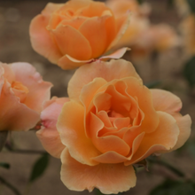 Load image into Gallery viewer, Sixteen Candles Rose (own root)