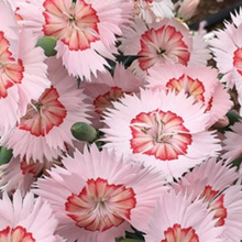 Load image into Gallery viewer, American Pie™ Georgia Peach Dianthus