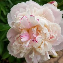 Load image into Gallery viewer, Peony Shirley Temple (Bare Root)