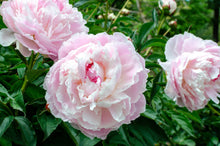 Load image into Gallery viewer, Peony Shirley Temple