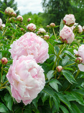 Load image into Gallery viewer, Peony Shirley Temple