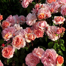 Load image into Gallery viewer, Soul Sister Rose