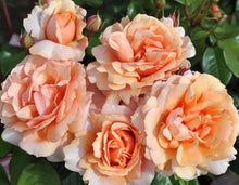 Load image into Gallery viewer, Soul Sister Rose