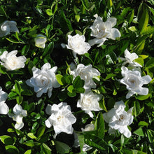 Load image into Gallery viewer, Gardenia Summer Snow
