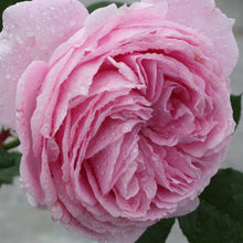 Load image into Gallery viewer, Summer Romance Parfuma