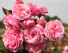 Load image into Gallery viewer, Summer Romance Parfuma Rose
