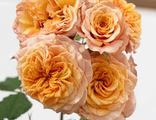 Load image into Gallery viewer, Sunbelt® Crazy Love™ Rose