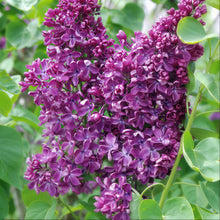 Load image into Gallery viewer, Arch Mckean Lilac