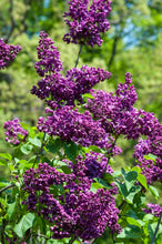 Load image into Gallery viewer, Arch Mckean Lilac