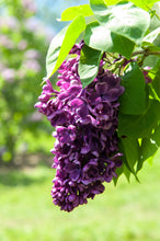 Load image into Gallery viewer, Arch Mckean Lilac