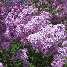 Load image into Gallery viewer, Lilac Sunday