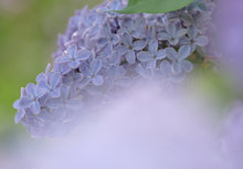 Load image into Gallery viewer, President Lincoln Lilac