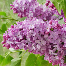 Load image into Gallery viewer, Glory Lilac