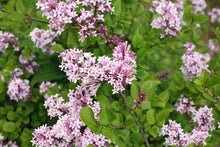 Load image into Gallery viewer, Palibin Dwarf Lilac