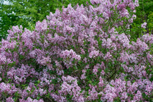 Load image into Gallery viewer, Palibin Dwarf Lilac
