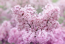 Load image into Gallery viewer, Palibin Dwarf Lilac