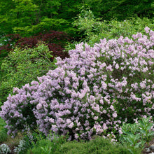 Load image into Gallery viewer, Palibin Dwarf Lilac