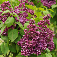 Load image into Gallery viewer, Yankee Doodle Lilac