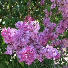 Load image into Gallery viewer, Pink Elizabeth Lilac