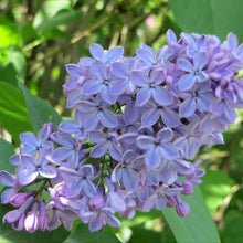 Load image into Gallery viewer, President Lincoln Lilac