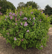 Load image into Gallery viewer, New Age™ Lavender Lilac