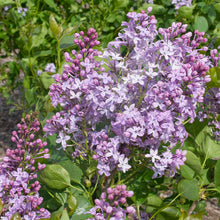 Load image into Gallery viewer, New Age™ Lavender Lilac