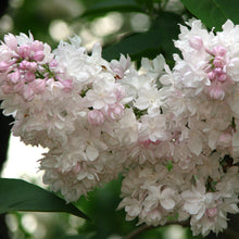 Load image into Gallery viewer, Beauty of Moscow Lilac