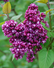Load image into Gallery viewer, My Favorite Lilac