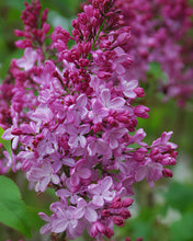 Load image into Gallery viewer, Pink Elizabeth Lilac
