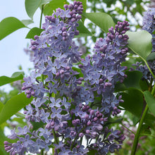 Load image into Gallery viewer, President Lincoln Lilac