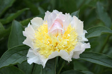 Load image into Gallery viewer, Peony ‘Top Brass’ (Bare Root)
