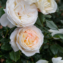 Load image into Gallery viewer, Top Cream™ Rose