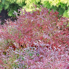 Load image into Gallery viewer, Burgundy Blueberry