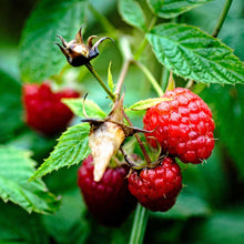 Load image into Gallery viewer, Vintage Raspberry