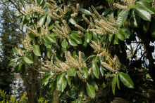 Load image into Gallery viewer, English Laurel