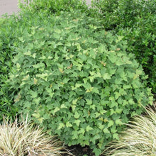 Load image into Gallery viewer, Dwarf European Cranberry Bush