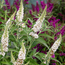 Load image into Gallery viewer, Butterfly Towers™ White Butterfly Bush