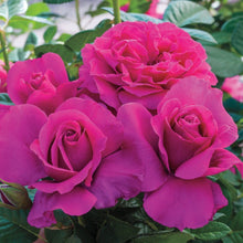 Load image into Gallery viewer, Pretty Lady Rose