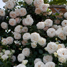 Load image into Gallery viewer, White Eden Climbing Rose